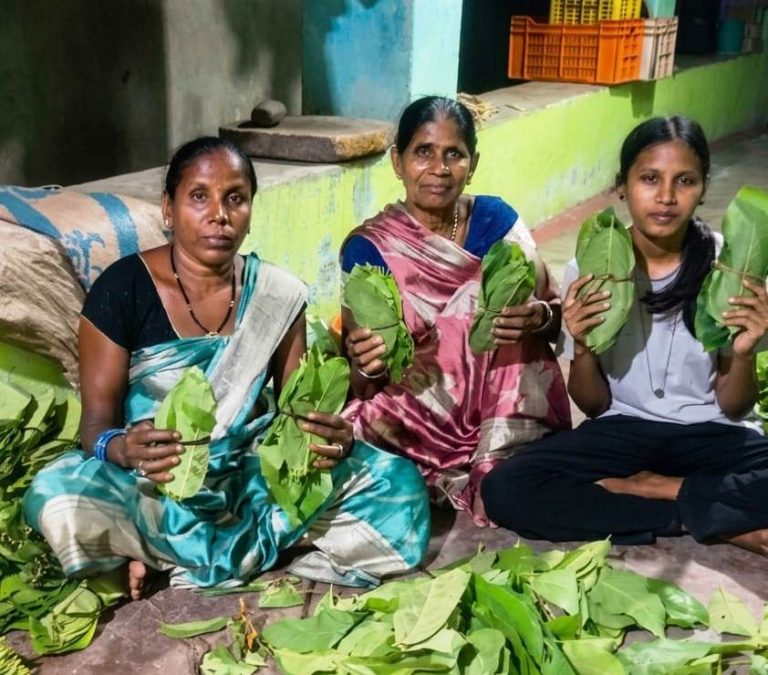 ’हरा सोना’ बना समृद्धि का आधार; तेंदूपत्ता खरीदी की बढ़ी दर, जंगलों की हरियाली और शासन की दूरदर्शी पहल ने खोली समृद्धि की राह