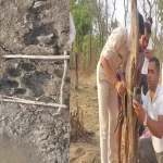 जिले के जंगलों में बाघ का खौफ: पगचिन्ह मिले, वन विभाग ने लगाए ट्रैप कैमरे; ग्रामीणों में दहशत