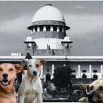 आवारा और खतरनाक कुत्तों पर सुप्रीम कोर्ट का बड़ा फैसला: डॉग लवर्स की याचिकाएं खारिज, बीमार-हिंसक कुत्तों को दी जाएगी मौत की सजा