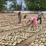 बेमौसम बारिश ने बिगाड़ा ‘हरा सोना’ का संतुलन: भीगे तेंदूपत्ता बंडलों में लगा दीमक, लाखों के नुकसान का खतरा