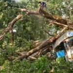 ब्रेकिंग:जगदलपुर-सुकमा हाईवे पर ट्रक पर गिरा विशाल पेड़, यातायात बाधित