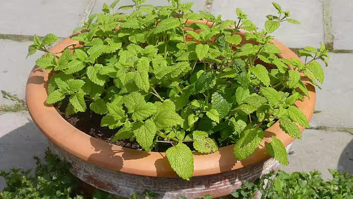 घर की बालकनी महकेगी नींबू जैसी खुशबू से! गमले में ऐसे आसानी से उगाएं ‘लेमन बाम’ का पौधा