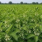 नाइट्रोजन स्थिरीकरण से बढ़ती है भूमि की उर्वरता, कृषि विभाग दे रहा 50 प्रतिशत अनुदान