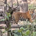 अचानकमार में ‘जंगल के राजा’ का आमना-सामना, पर्यटकों ने कैमरे में कैद किया बाघ का लाइव रोमांच