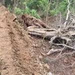 PMGSY सड़क निर्माण पर उठे सवाल, वन भूमि से अवैध मुरुम उत्खनन के आरोप