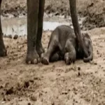 हाथी के 4 शावकों की मौत, एक महीने के आंकड़े