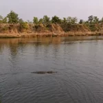शिवनाथ नदी में दिखा मगरमच्छ, किनारे पर रहने वाले लोगों में दहशत!