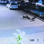 खेल रहे बच्चे को कुत्तों ने घेरा, पैर जांघ और पीठ काटे