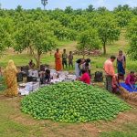 झारखंड में यूनाइटेड किंगडम भेजी गई पहली खेप, महिला किसानों के ‘आम्रपाली’ को मिला अंतरराष्ट्रीय बाजार