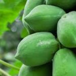वजन घटाने में मददगार है कच्चा पपीता, जाने सेवन करने का सही तरीका