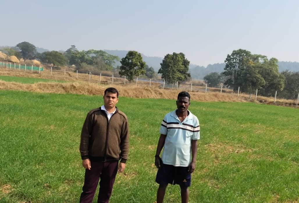 कम लागत, दोगुना फायदा : जशपुर के किसान ने गेहूं की खेती से बढ़ाई आमदनी –  अमृत संदेश