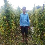 महासमुंद: करेले की खेती से किसान ताराचंद ठाकुर की आर्थिक स्थिति में आया सुधार