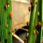 धान की फसल में कीट प्रबंधन के लिए कृषि विज्ञान केंद्र की महत्वपूर्ण सलाह