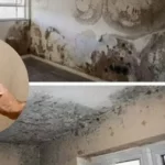 घर में सीलन और नमी को न करें नजरअंदाज, मानसून में बढ़ सकती हैं ये 5 स्वास्थ्य समस्याएं