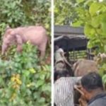 दल से बिछड़ा नन्हा हाथी सुरक्षित पहुंचा सूरजपुर, विशेषज्ञों की निगरानी में होगा इलाज और पालन-पोषण