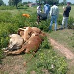 नेशनल हाईवे 30 पर अज्ञात वाहन की टक्कर से 7 मवेशियों की मौत, 1 घायल
