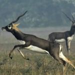 छत्तीसगढ़ के जंगलों में फिर दौड़ेंगे काले हिरण, भेजे जाएंगे 25 हिरण