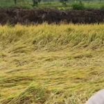 पकी धान की फसल गिरी, खेतों में भरा पानी, कटाई फसल हुई बर्बाद